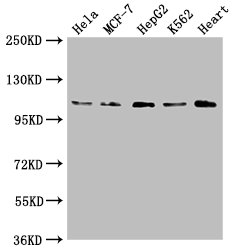 OPA1 Polyclonal Antibody - image 2