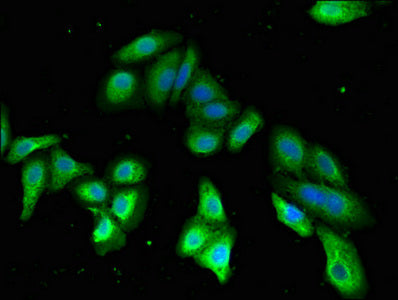 PDE2A Polyclonal Antibody - image 5