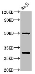 Immunoprecipitating PHB in HEK293 whole cell lysate, Lane 1: Rabbit control IgG (1ug) instead of CAC13157 in HEK293 whole cell lysate. For western blotting, a HRP-conjugated Protein G antibody was used as the secondary antibody (1/2000), Lane 2: CAC13157 (8ug) + HEK293 whole cell lysate (500ug), Lane 3: HEK293 whole cell lysate (10ug)