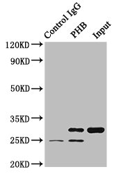 PHB Polyclonal Antibody - image 4