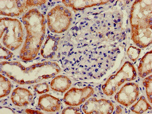 PNLIPRP2 Polyclonal Antibody - image 3