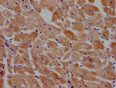 PRICKLE3 Polyclonal Antibody - image 3