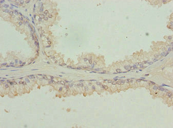 RFPL2 Polyclonal Antibody - image 4