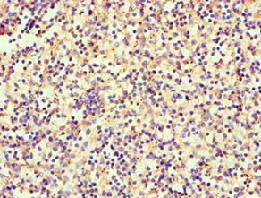 SRGN Polyclonal Antibody - image 3
