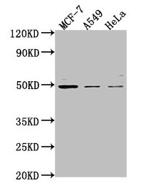 TSKU Polyclonal Antibody - image 2
