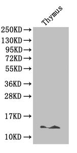 B2M Polyclonal Antibody - image 2