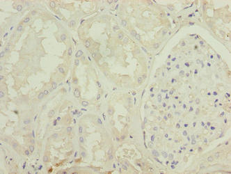 MSTN Polyclonal Antibody - image 3