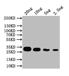 CCD7 Polyclonal Antibody - image 2
