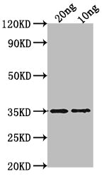 WRKY47 Polyclonal Antibody - image 2