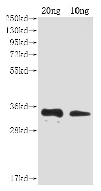 A27L Polyclonal Antibody - image 2