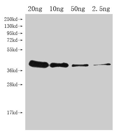 UGI Polyclonal Antibody - image 2