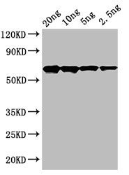 cry2Ab Polyclonal Antibody - image 2