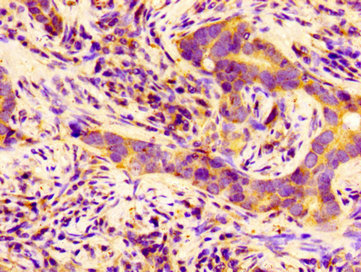 Immunohistochemistry of paraffin-embedded human kidney tissue using CAC13309 at dilution of 1:100