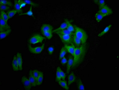 BCAM Polyclonal Antibody - image 4
