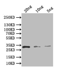 recB Polyclonal Antibody - image 2