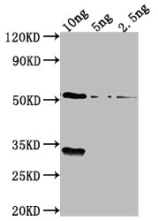 OXYR Polyclonal Antibody - image 2