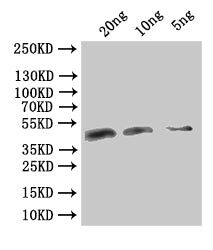 VACWR106 Polyclonal Antibody - image 2