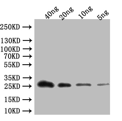 ABCA13 Polyclonal Antibody - image 2