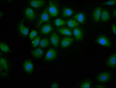 PDE9A Polyclonal Antibody - image 4
