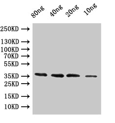 coat Polyclonal Antibody - image 2