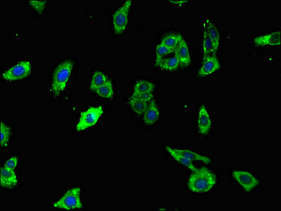UNC79 Polyclonal Antibody - image 4