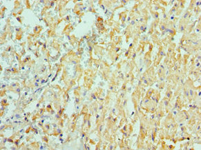 Immunohistochemistry of paraffin-embedded human placenta tissue using CAC13346 at dilution of 1:100