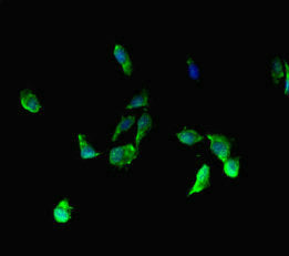 BRD3 Polyclonal Antibody - image 3