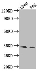 Ang4 Polyclonal Antibody - image 2