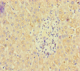 Immunofluorescent analysis of HepG2 cells using CAC13364 at dilution of 1:100 and Alexa Fluor 488-congugated AffiniPure Goat Anti-Rabbit IgG(H+L)