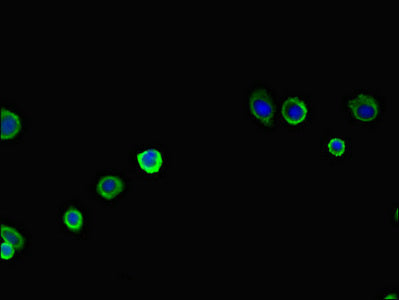 PAN2 Polyclonal Antibody - image 3