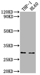 OSCAR Polyclonal Antibody - image 2