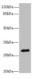 CAPNS2 Polyclonal Antibody - image 3
