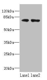WDTC1 Polyclonal Antibody - image 2