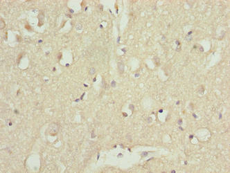 CDC26 Polyclonal Antibody - image 2
