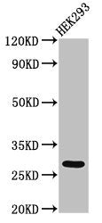 Immunohistochemistry of paraffin-embedded human small intestine tissue using CAC13426 at dilution of 1:100