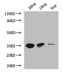 MTB Polyclonal Antibody - image 2