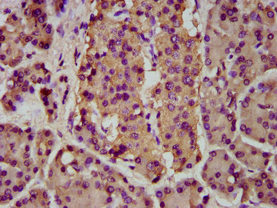 BMPER Polyclonal Antibody - image 2