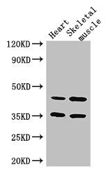 Immunofluorescent analysis of MCF-7 cells using CAC13431 at dilution of 1:100 and Alexa Fluor 488-congugated AffiniPure Goat Anti-Rabbit IgG(H+L)