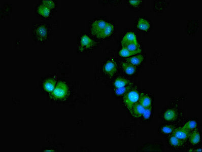 ACTL9 Polyclonal Antibody - image 5