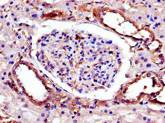 Immunohistochemistry of paraffin-embedded human pancreatic tissue using CAC13445 at dilution of 1:100