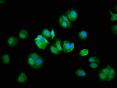 COPG2 Polyclonal Antibody - image 4
