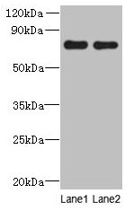ACTR8 Polyclonal Antibody - image 2