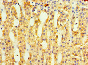 MRPL1 Polyclonal Antibody - image 4