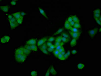 PTTG2 Polyclonal Antibody - image 2