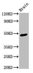 AMBN Polyclonal Antibody - image 2
