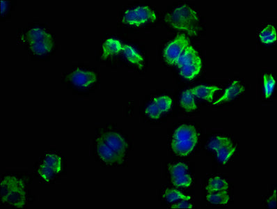 GNG12 Polyclonal Antibody - image 3
