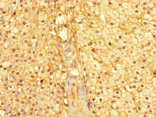 CYB5R1 Polyclonal Antibody - image 3