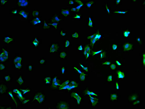 SPEF2 Polyclonal Antibody - image 3