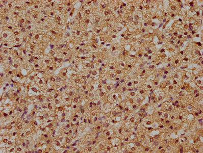 RFNG Polyclonal Antibody - image 3
