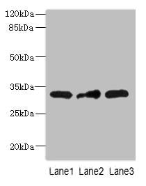 MRPS2 Polyclonal Antibody - image 2